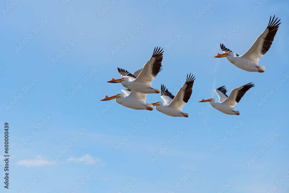Obraz premium American White Pelicans Flying In A Blue Sky
