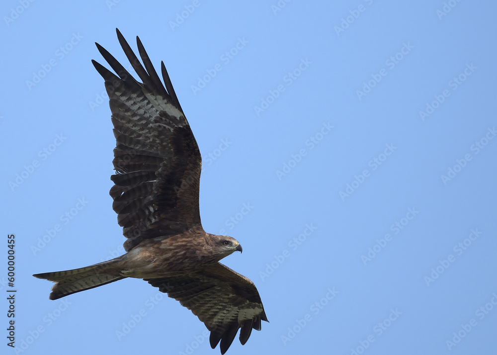 Obraz premium Black Kite flying in blue sky
