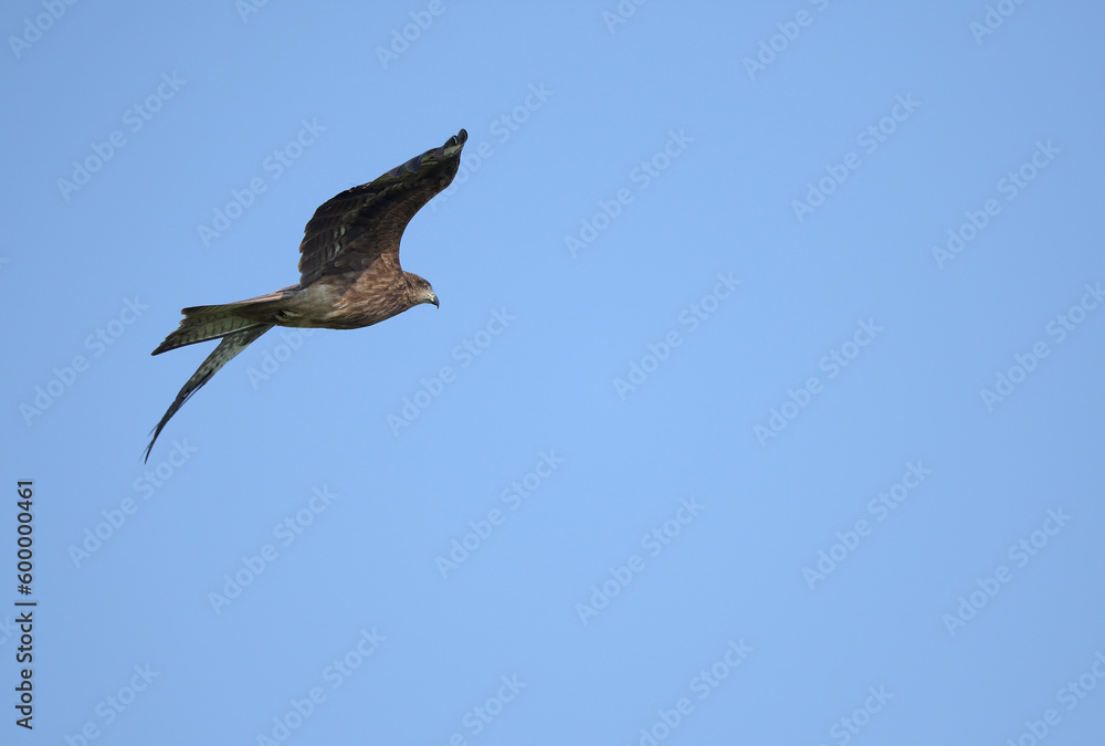 Black Kite flying in blue sky Black Kite flying in blue sky