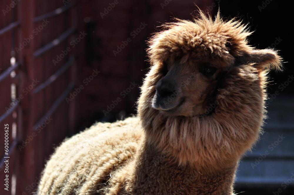 Obraz premium animals zoo