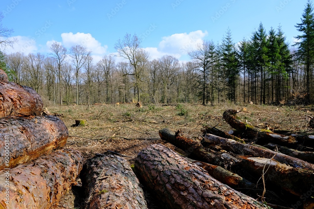 Holz Stapel im Wald nach Rodungsarbeiten