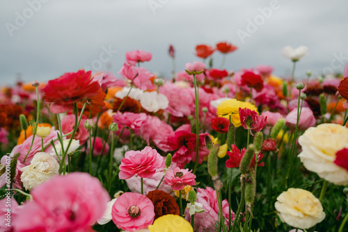 field of colorful ranunculus flowers