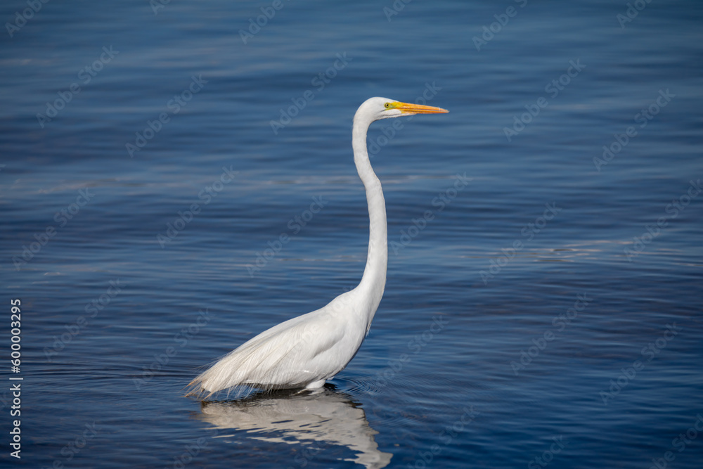 Great white egret (Ardea alba) isolated in selective focus