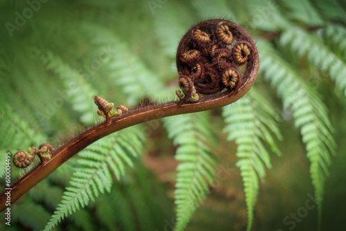 Fern frond closeup on green leaf background photo