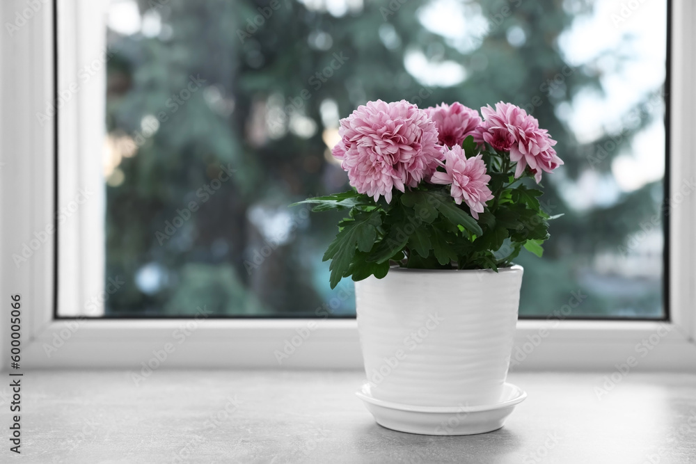 Beautiful chrysanthemum flowers in pot on windowsill indoors. Space for text Beautiful chrysanthemum flowers in pot on windowsill indoors. Space for text