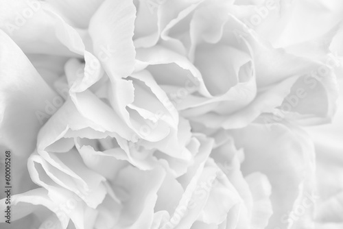 Beautiful white carnation flower as background, closeup © New Africa