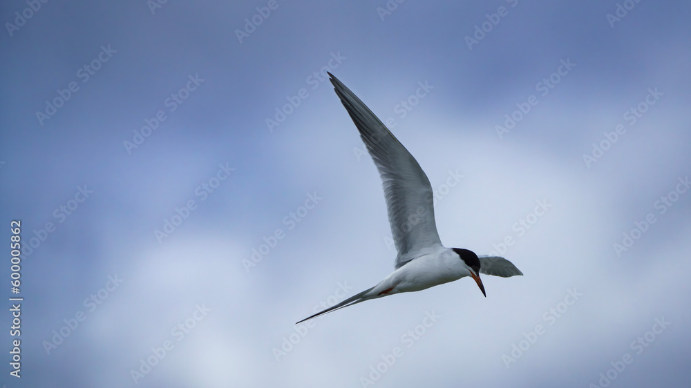 Obraz premium Forster's Tern