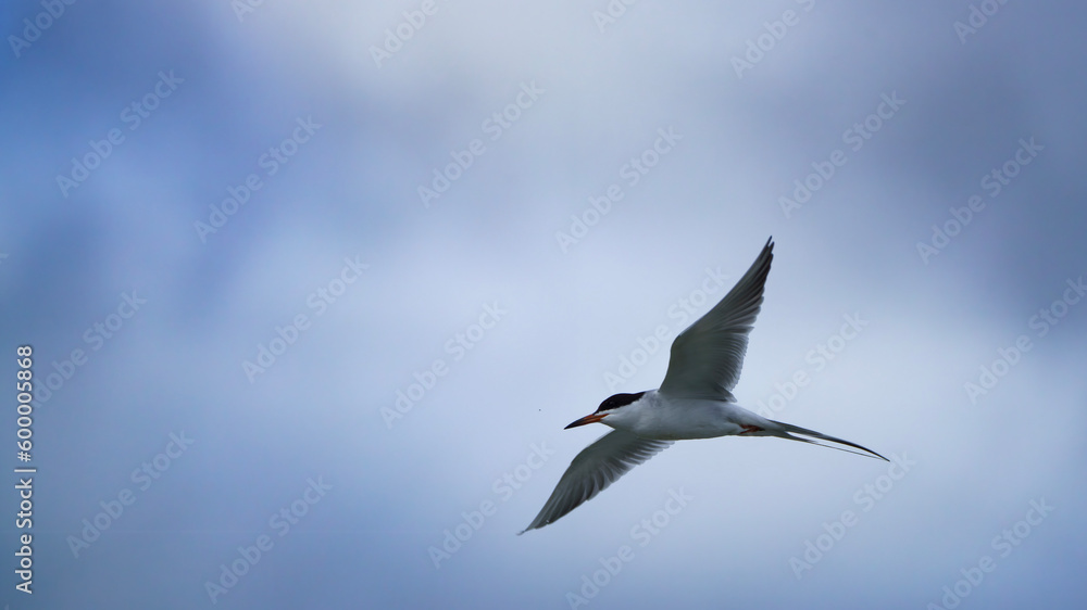 Forster's Tern Forster's Tern