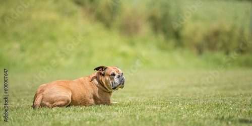 Obedient fit Continental Bulldog dog is lying in a green meadow and is concentrated