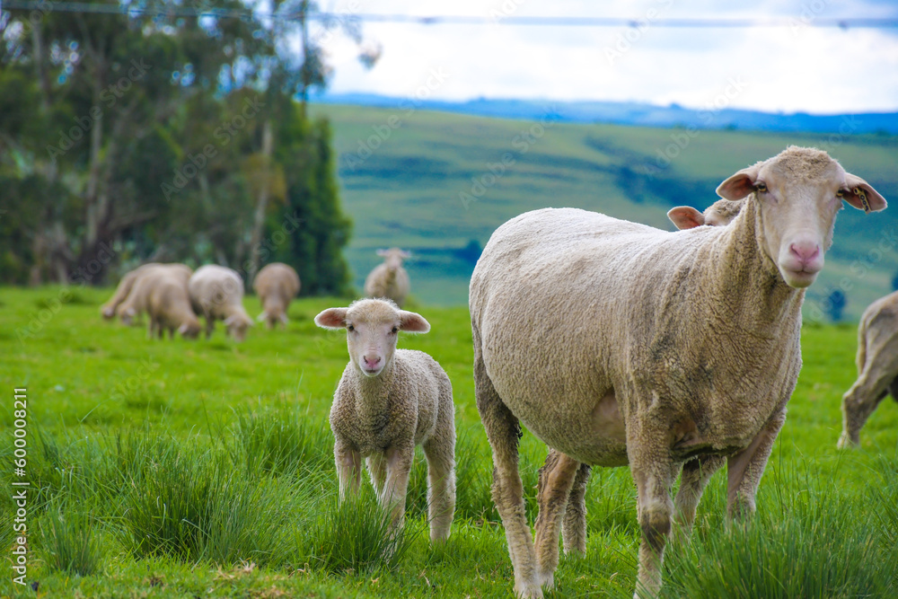Merino sheep farm pasture land in midlands meander KZN South Africa Merino sheep farm pasture land in midlands meander KZN South Africa