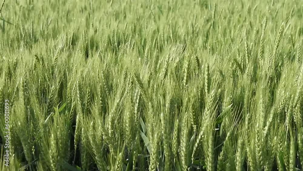 agricultural wheat field. Ears of green wheat close-up.Background of ripening ears of a wheat field agricultural wheat field. Ears of green wheat close-up.Background of ripening ears of a wheat field