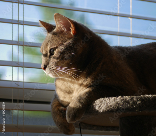 Cute Grey Cat Resting on a Cat Tower by the Window