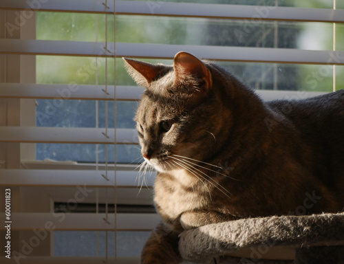 Cute Grey Cat Resting on a Cat Tower by the Window