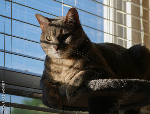Cute Grey Cat Resting on a Cat Tower by the Window