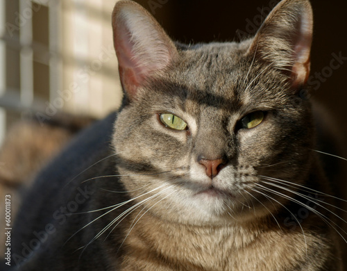 Cute Grey Cat Resting on a Cat Tower by the Window