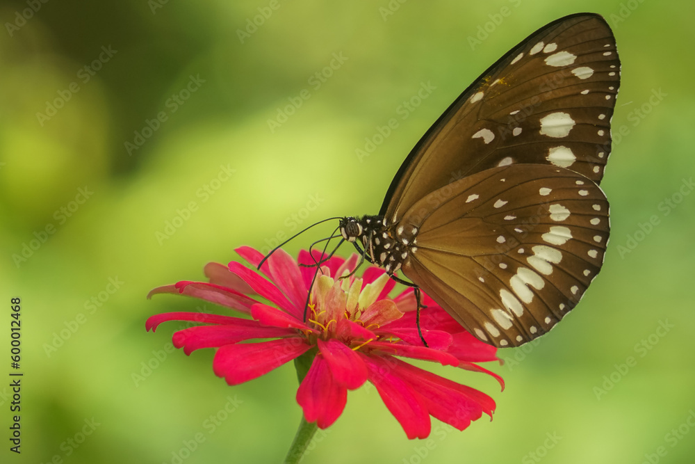 Naklejka premium butterfly on flower