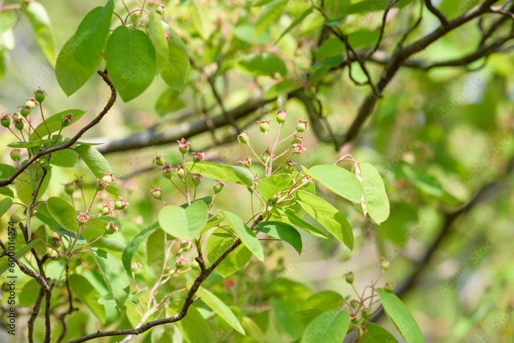 Lots of young June berries on the tree Lots of young June berries on the tree