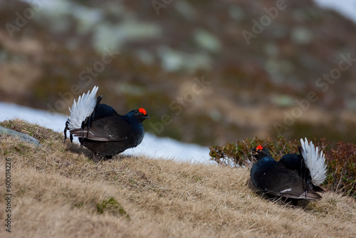 fagiano di monte (Lyrurus tetrix) black grouse