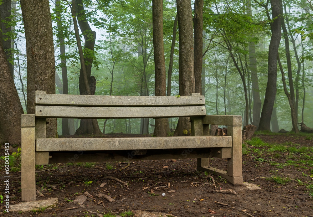 A wooden park bench on a tree line in Frick Park on a foggy spring morning in Pittsburgh, Pennsylvania, USA