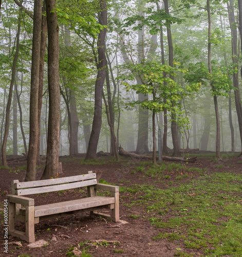 A wooden park bench on a tree line in Frick Park on a foggy spring morning in Pittsburgh, Pennsylvania, USA