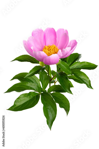                   Paeonia lactiflora