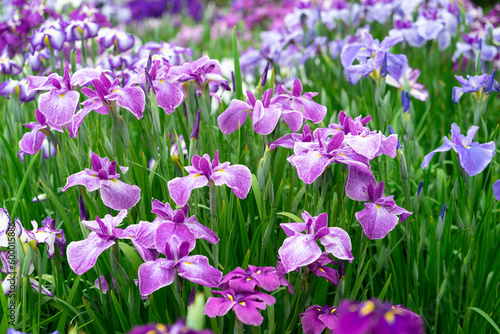                      Iris ensata