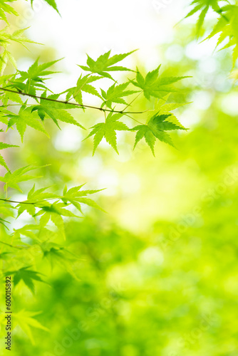 カエデの新緑　青紅葉