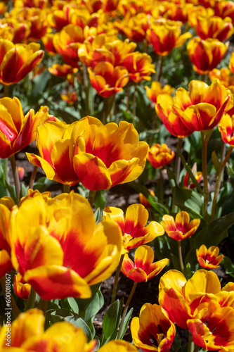 Blooming tulips in Boston Public Garden
