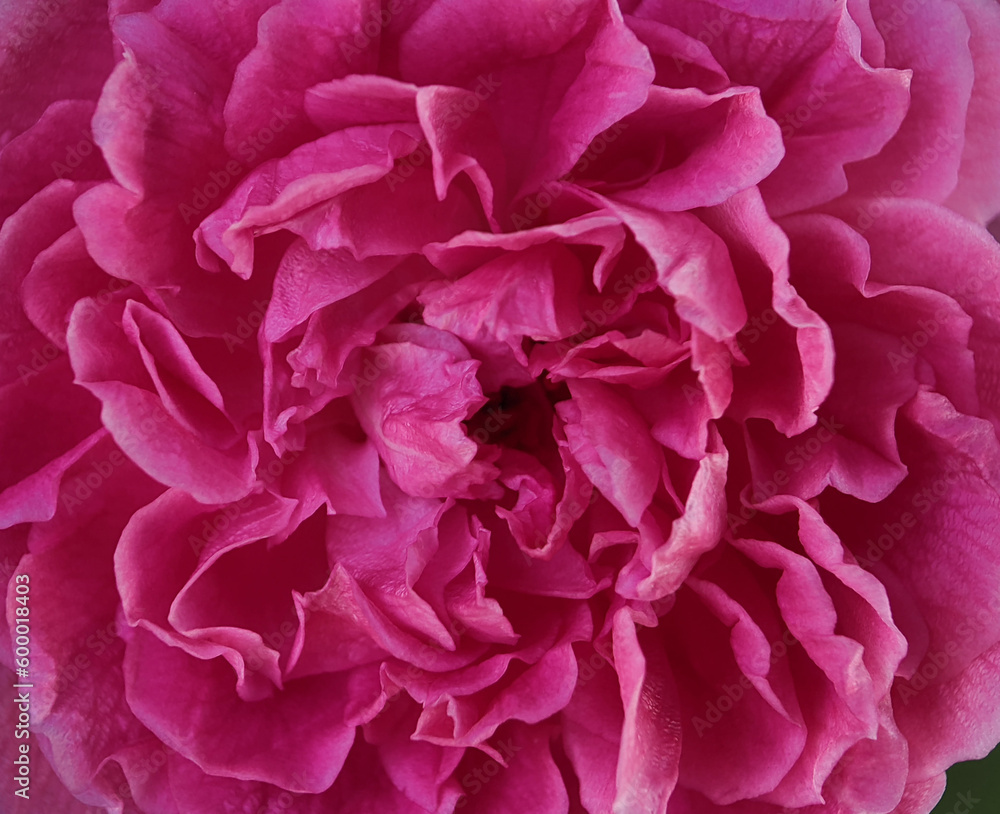 Closeup of pink rose petals Closeup of pink rose petals