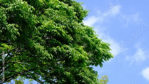 風に揺れる欅の若葉