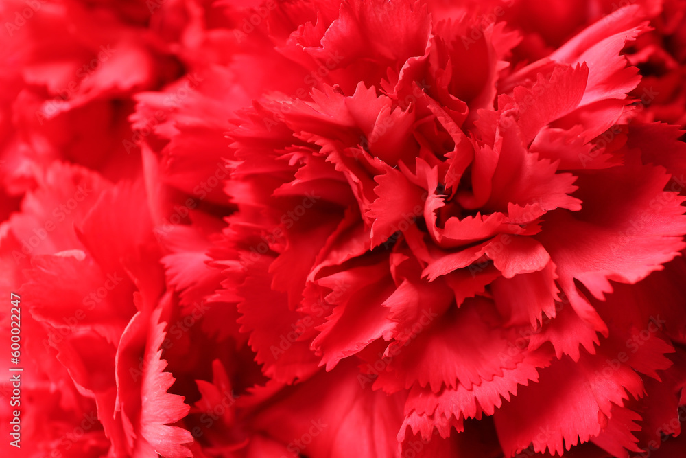 Beautiful red carnations as background Beautiful red carnations as background