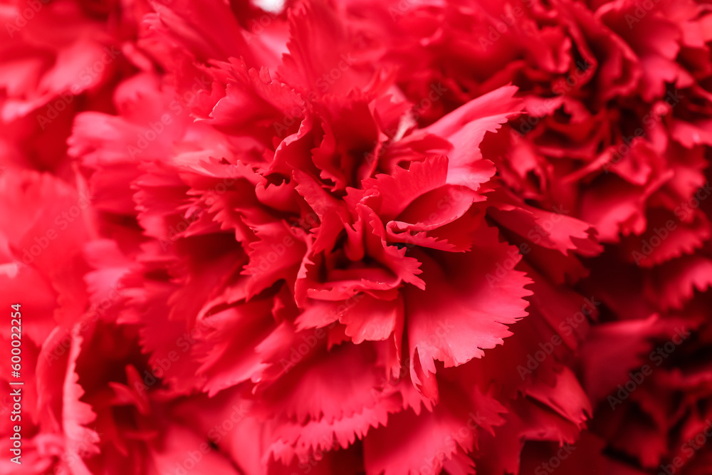 Beautiful red carnations as background