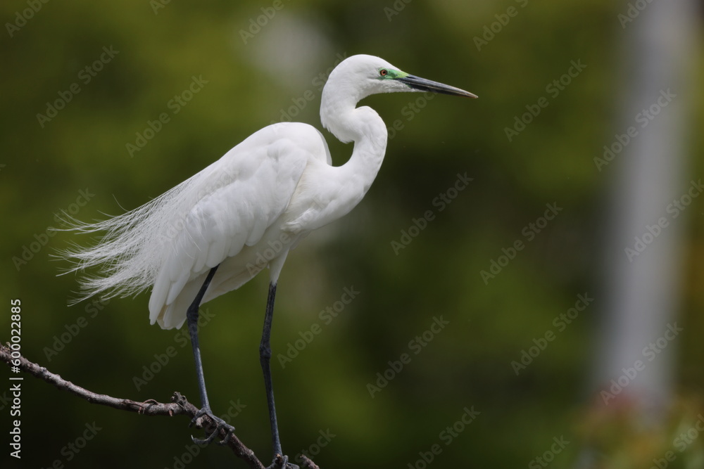 Great Egret (Ardea alba modesta) breeding feathers Great Egret (Ardea alba modesta) breeding feathers