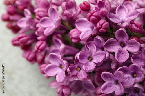 Blooming lilac flowers on grey grunge background © Pixel-Shot