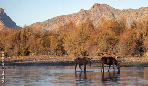 Wallpaper Mural Two orange dun wild horses grazing on eel grass in front of Red Mountain in the Salt River Canyon near Mesa Arizona United States Torontodigital.ca