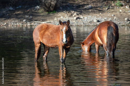Two red bay wild horses feeding on water grass in the Salt River Arizona United States