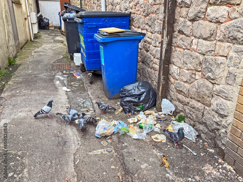 Pigeons feed on rubbish in an alleyway in WestonsuperMare, UK Stock