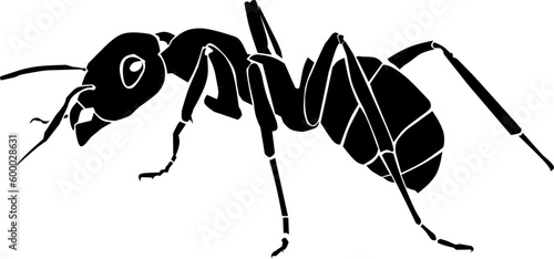 ant vector