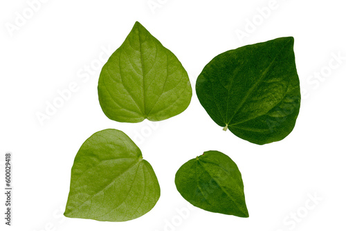 Leaves of the medicinal plant Peperomia pellucida