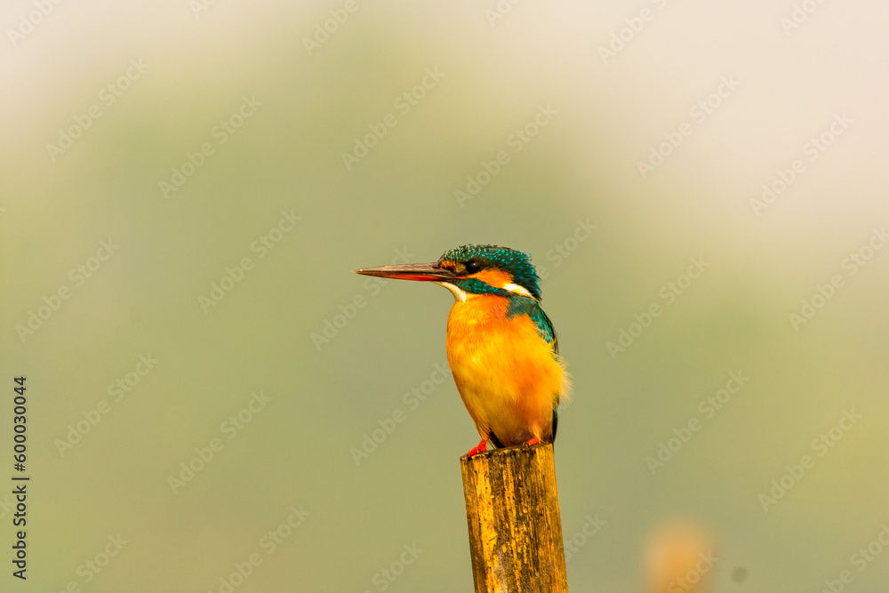 Common or Eurassian kingfisher Common or Eurassian kingfisher