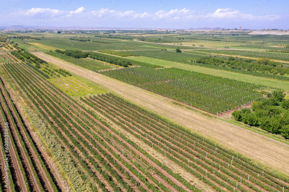 Aerial view of farmland on sunny summer day. Ararat Plain, Armavir Province, Armenia.