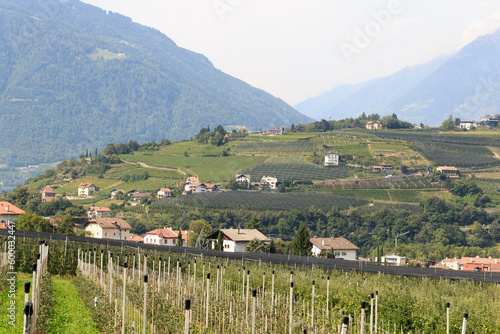 Panorama with South Tyrolean Apple plantations  vineyards and mountains in Tirolo  South Tyrol  Italy