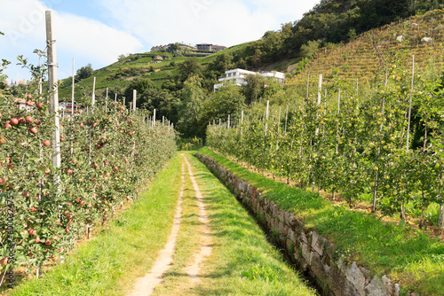 Hiking trail Maiser Waalweg next to irrigation channel, apple trees and mountain panorama near Merano, South Tyrol, Italy photo