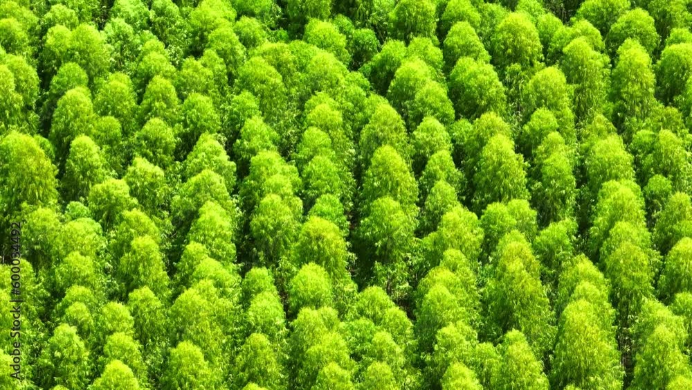 From an aerial view by drone, an Eucalyptus grove appears as a dense cluster of tall, slender trees with smooth, grey bark and blue-green leaves, creating a canopy that shades the forest floor below.
From an aerial view by drone, an Eucalyptus grove appears as a dense cluster of tall, slender trees with smooth, grey bark and blue-green leaves, creating a canopy that shades the forest floor below.