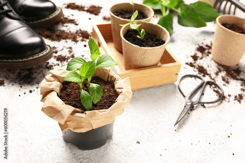 Peat pots with green seedlings on light background