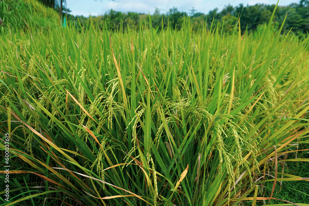 Fototapeta premium this is the rice tree that produces rice for us to eat