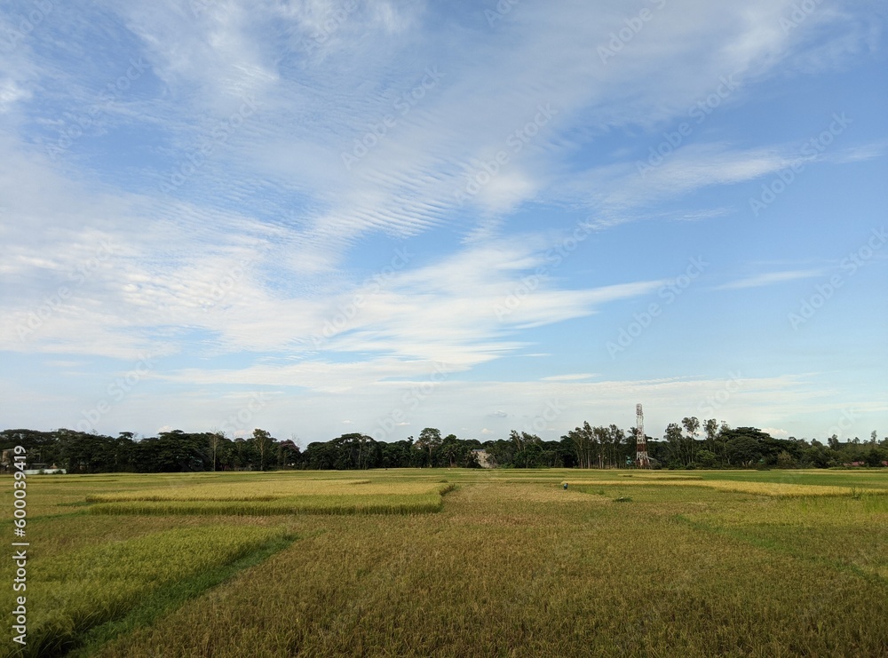 Fototapeta premium field and blue sky