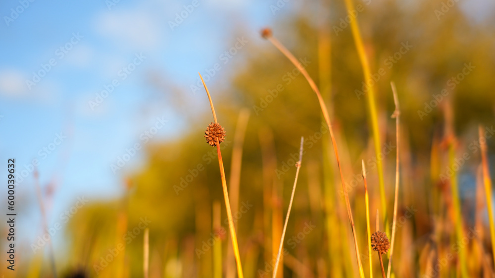 Obraz premium golden wheat field