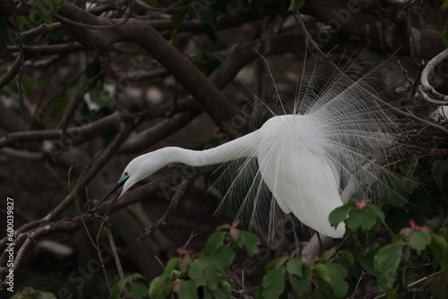 Foto Great Egret (Ardea alba modesta) breeding feathers