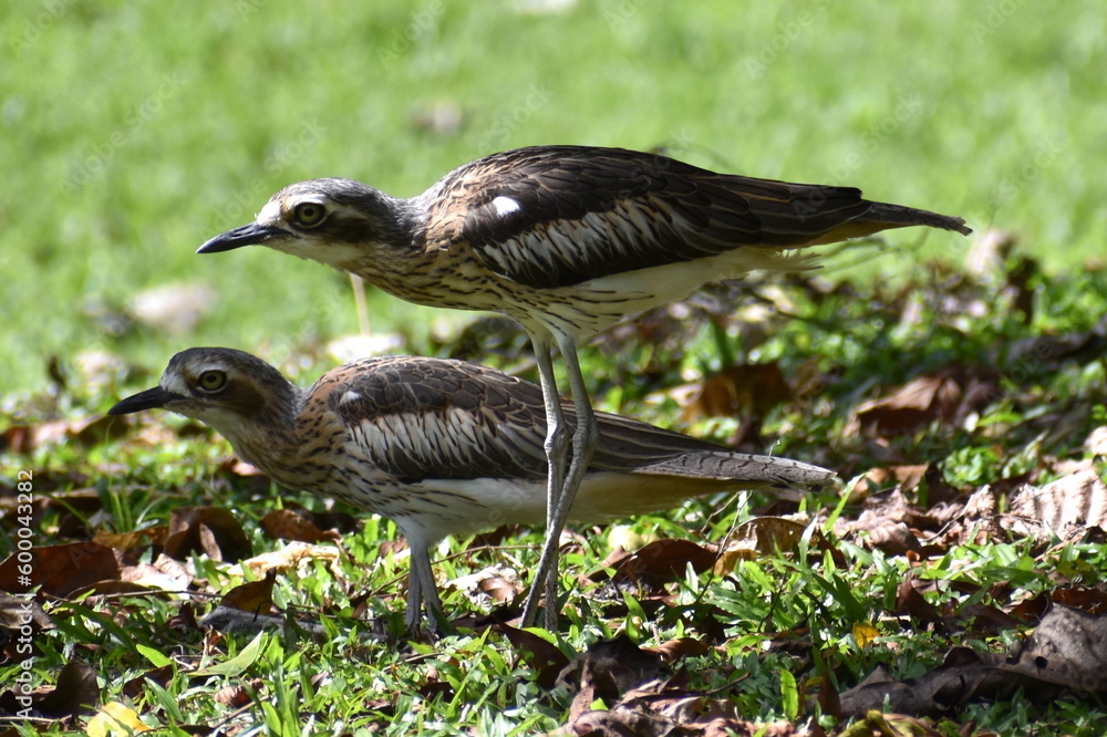 Curlew, Cairns, Queensland, Australia Curlew, Cairns, Queensland, Australia